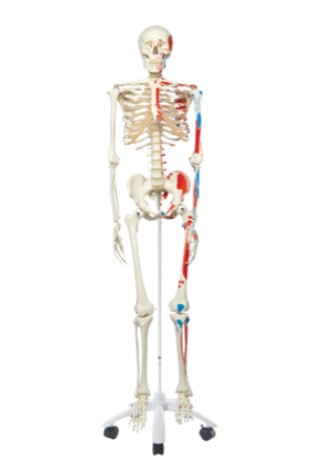 MAX THE MUSCLE SKELETON ON ROLLER STAND